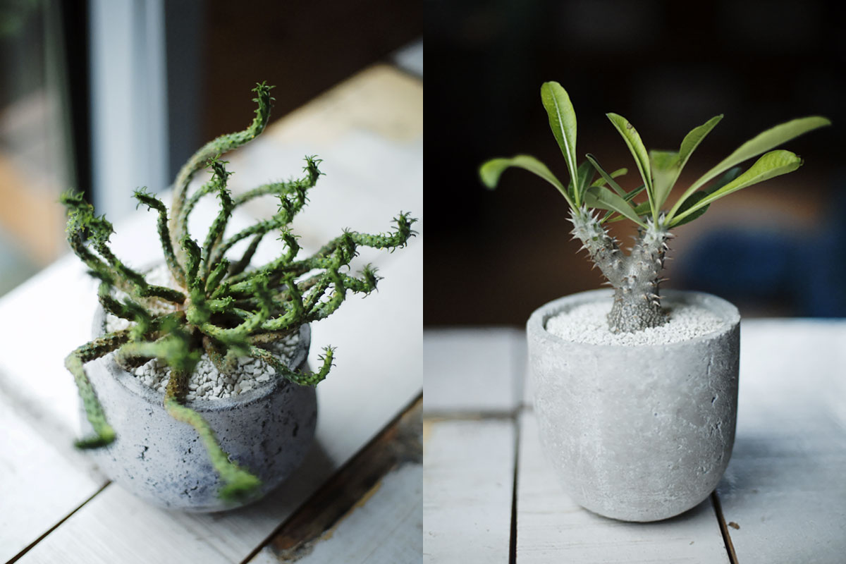 おしゃれに見える インテリアとして部屋に置きたい観葉植物のおすすめ4ジャンル Lightning