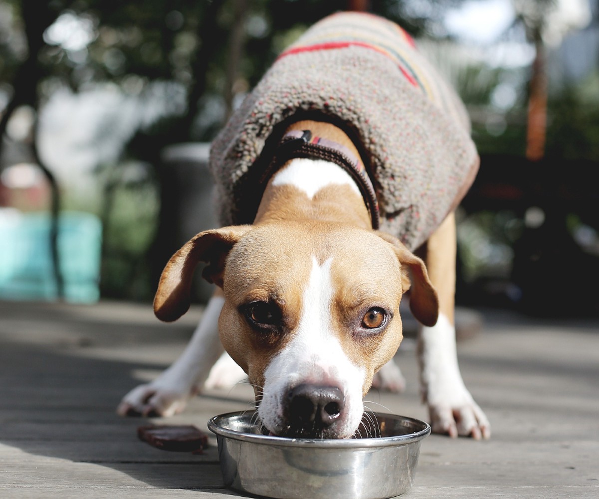 01犬の紹介