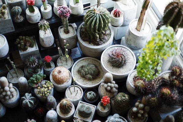 おしゃれに見える! インテリアとして部屋に置きたい観葉植物のおすすめ4ジャンル。