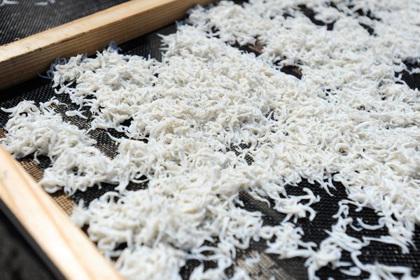 そこに行かなきゃ味わえない! 今が旬の「湘南しらす」を食べに行こう