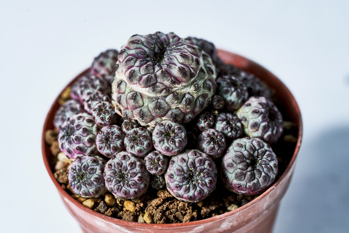 塊根植物 アガベ ユーフォルビアなど男らしい植物が大人気 人気品種や鉢 植え替え方法 ショップを紹介 ページ 5 7 Lightning