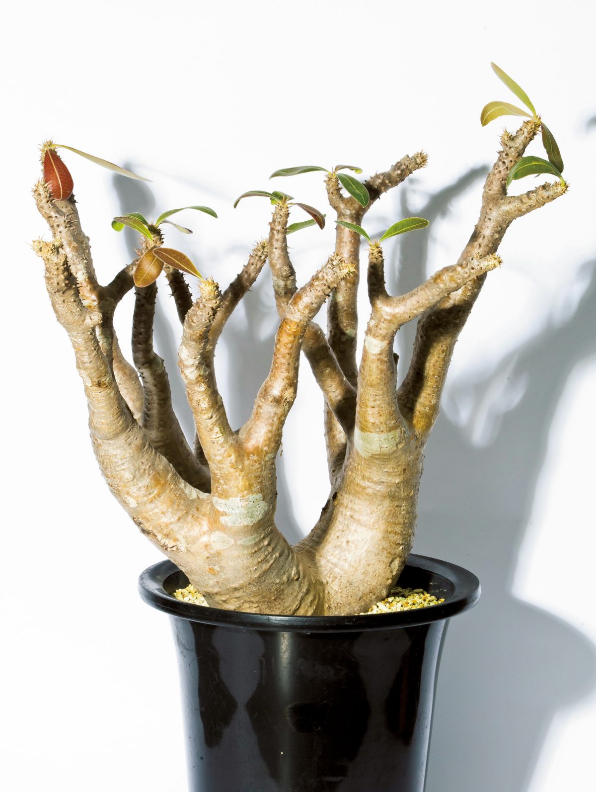 塊根植物 アガベ ユーフォルビアなど男らしい植物が大人気 人気品種や鉢 植え替え方法 ショップを紹介 ページ 2 7 Lightning