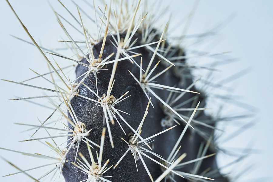 塊根植物 アガベ ユーフォルビアなど男らしい植物が大人気 人気品種や鉢 植え替え方法 ショップを紹介 ページ 5 7 Lightning