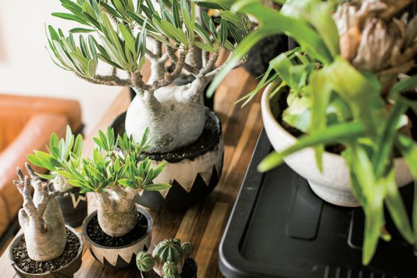 塊根植物、アガベ、ユーフォルピアなど男らしい植物が大人気!人気品種や鉢、植え替え方法、ショップを紹介