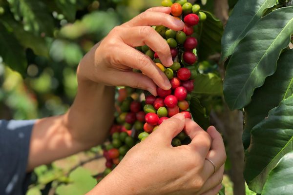 ハワイのコナコーヒーの特徴と、いま訪れたいハワイ島の農園