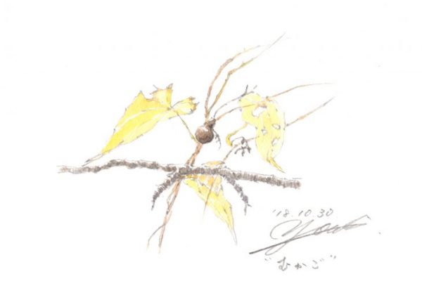 筆とまなざし #109「アトリエ小屋の周りに転がる秋の味覚、むかご料理」
