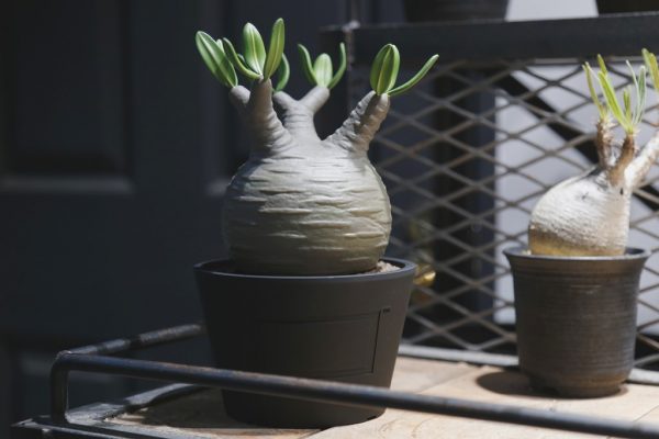 世界初!? 話題の観葉植物「塊根植物」がフィギュアになって登場!