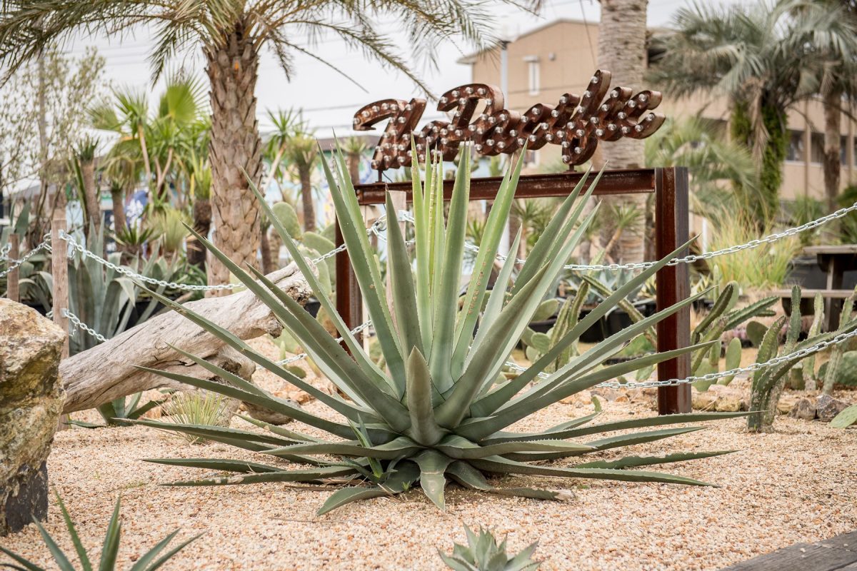 日本の気候にも適応可能 ドライガーデン作りにおすすめの植物14選 Lightning