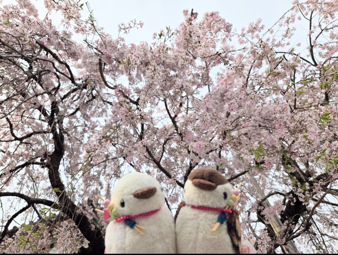 立山待春 うい まさにゃん Custom Stretched ZX-14 w/240 Rear Tire and Dual Hindle