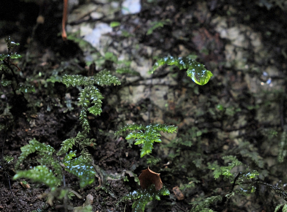 ひっそり静かに輝いている 雨の日の苔の森。まあるい雫と苔の世界