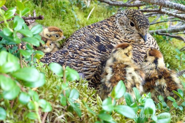 ときは来れり|旬のライチョウと雷鳥写真家の小噺 #54