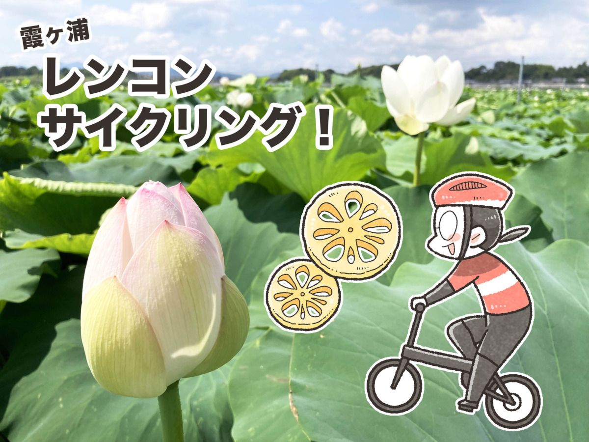 まんが家夏福の、霞ヶ浦・レンコンサイクリング！｜夏福ゆるポタ