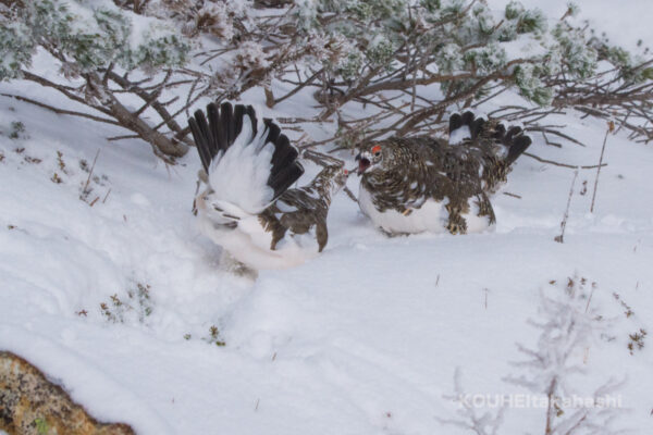 新鮮な気持ち|旬のライチョウと雷鳥写真家の小噺 #58
