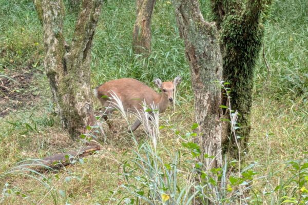 森とつながる時間をすごす──星のや富士で体験した狩猟体験ツアー