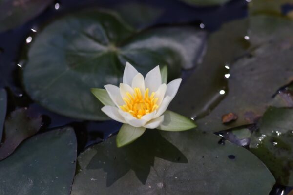 水生植物のトップ女優VS地下アイドル！「ヒツジグサ」と「コウホネ」│植物ライター・成清 陽のヤマノハナ手帖 #50