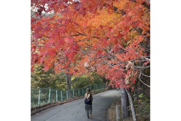 低山が楽しい季節！～鳳来寺山の紅葉と、ふもとの茶屋の絶品五平餅を味わう～