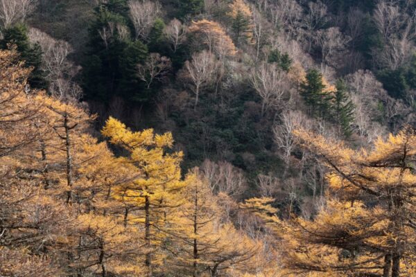 標高2,000ｍのランプの宿・高峰温泉を拠点に歩く、高峰高原よくばり旅