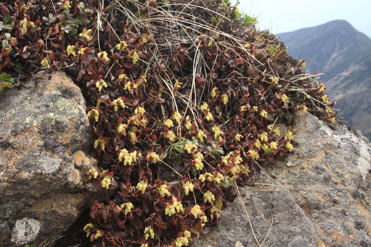 ワレ、浦島太郎の親類にあらず!!「ウラシマツツジ」｜植物ライター・成清 陽のヤマノハナ手帖 #51