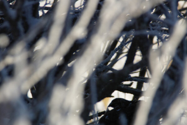 ひそむ｜旬のライチョウと雷鳥写真家の小噺 #60