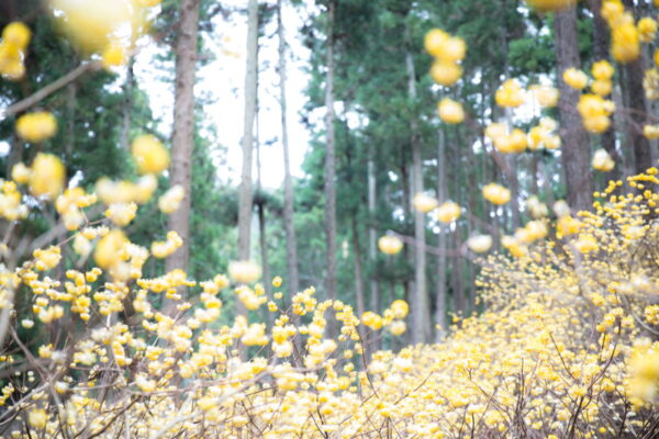 四季の変化を歩いて味わう森の山｜森と植物を知る