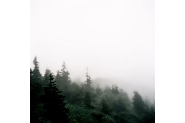 スペシャリストに教わる、とっておきの森歩き｜撮影したくなる森、木を好きになる森