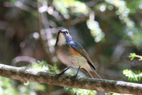 会いに行けないアイドル!?　山の“忍者”たち｜植物ライター・成清 陽のヤマノハナ手帖 #52