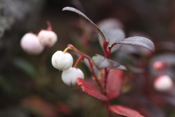 紅白そろってめでたいな!!「アカモノ」＆「シロモノ」｜ 植物ライター・成清 陽のヤマノハナ手帖 #53