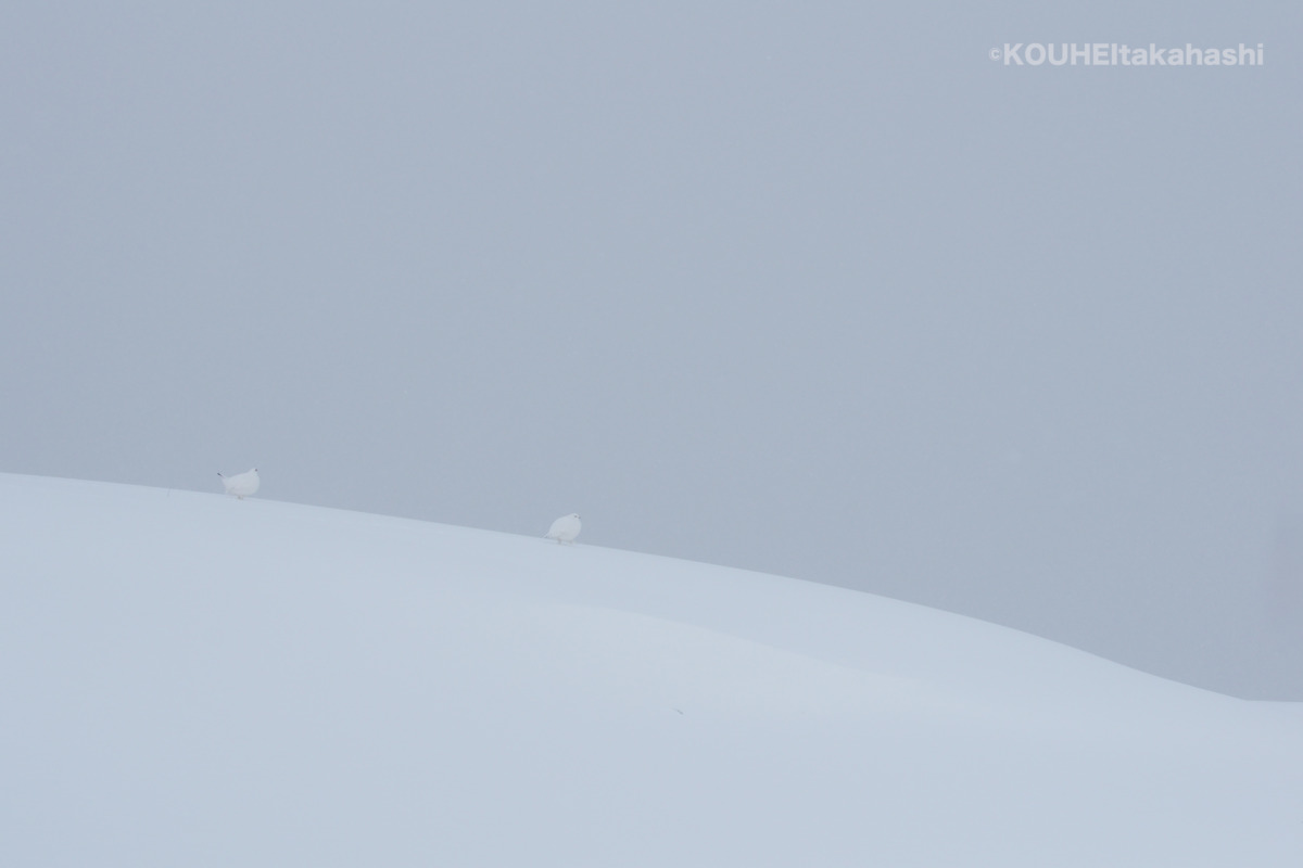 定説の更新｜旬のライチョウと雷鳥写真家の小噺 #63