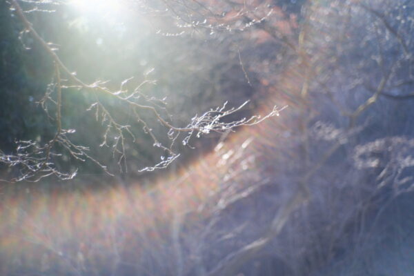 冬の低山歩きを楽しむ、明るい光が差し込む森へ。奥武蔵、二子山から武川岳に向かって