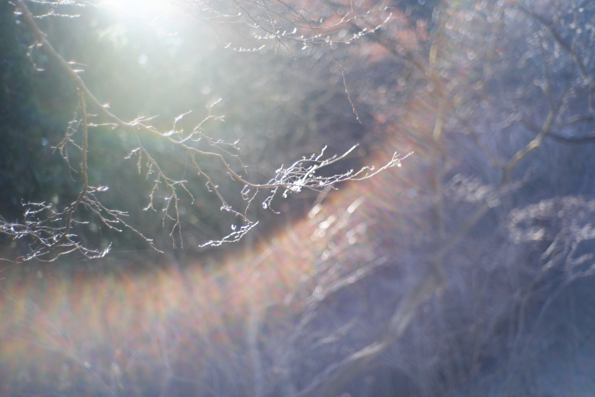 冬の低山歩きを楽しむ、明るい光が差し込む森へ。奥武蔵、二子山から武川岳に向かって