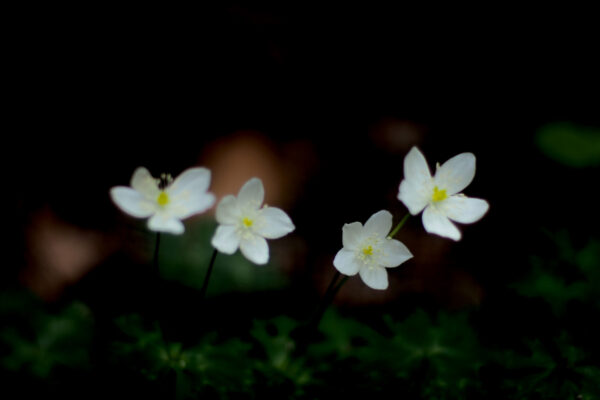 春の南高尾はニリンソウだけじゃない！都内でまさかの草花との遭遇