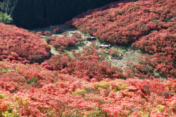 【100楽山／大和葛城山】“一目百万本” ツツジ咲く花の名山を訪ねる。私の好きな春の山歩き