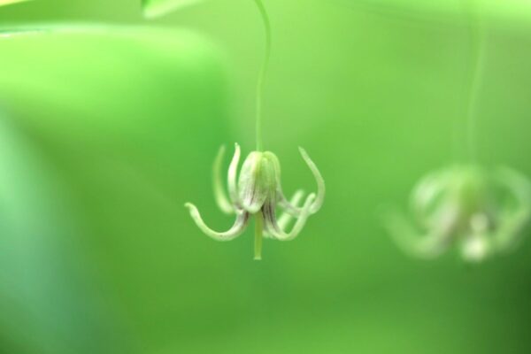 山の宇宙人、発見されたし！「タケシマラン」 植物ライター・成清 陽のヤマノハナ手帖 #54