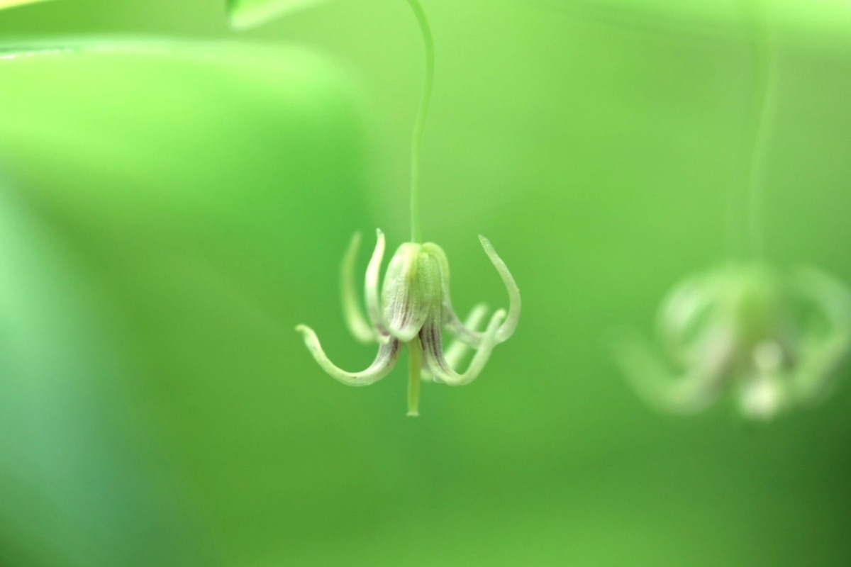 山の宇宙人、発見されたし！「タケシマラン」 植物ライター・成清 陽のヤマノハナ手帖 #54