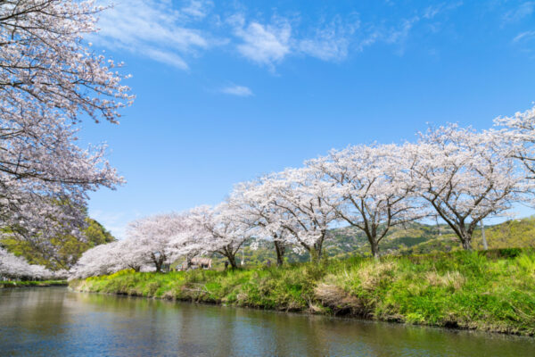 1,200本の桜と田んぼの花畑。伊豆の原風景に癒やされるお花見散歩【静岡・松崎町】 ～お花見新幹線特集～