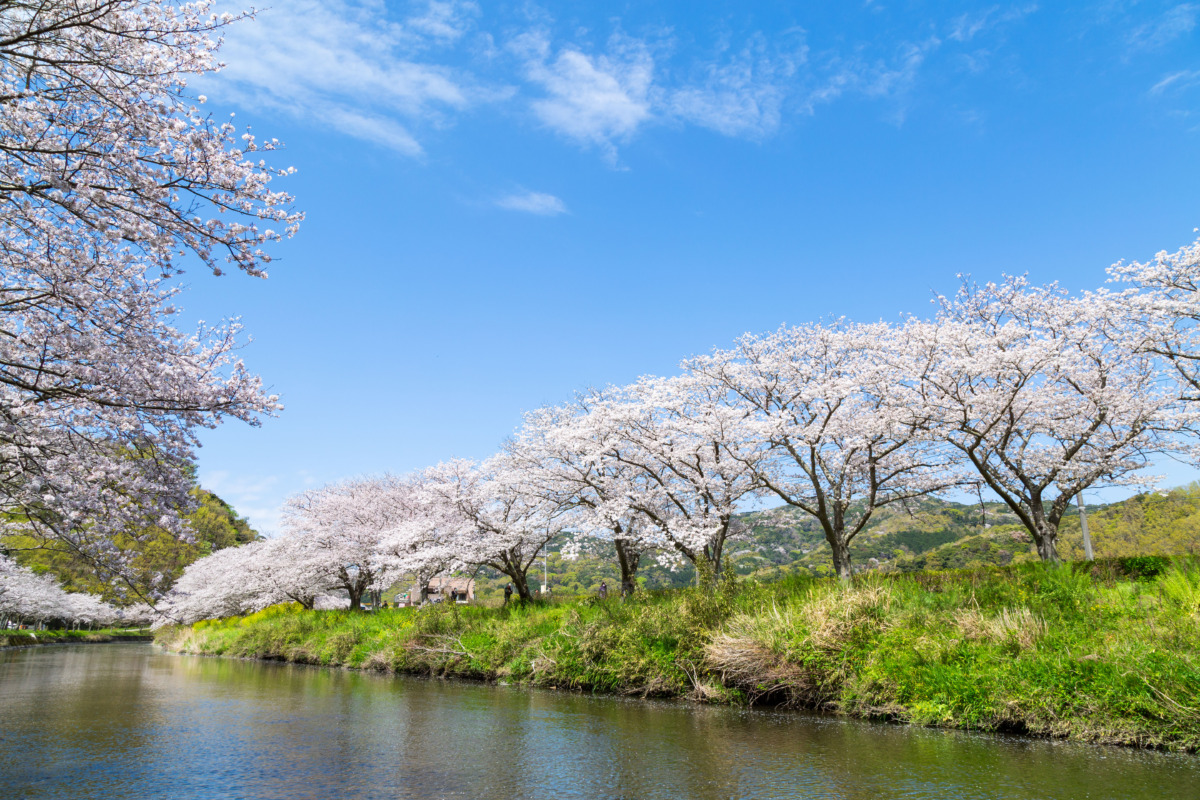 1,200本の桜と田んぼの花畑。伊豆の原風景に癒やされるお花見散歩【静岡・松崎町】 ～お花見新幹線特集～