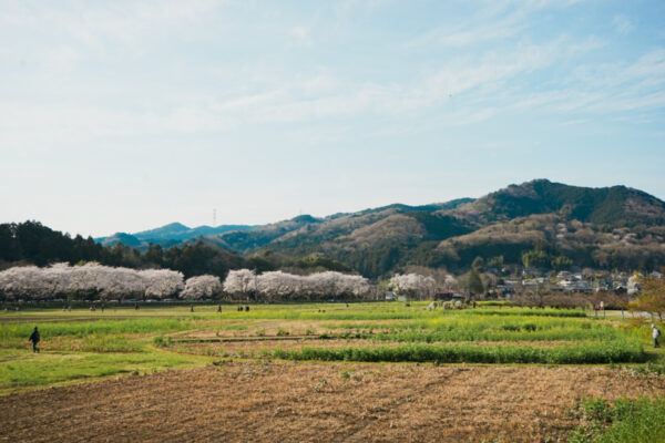 【100楽山／日和田山】五感を使って春を楽しむ。私の好きな春の山歩き