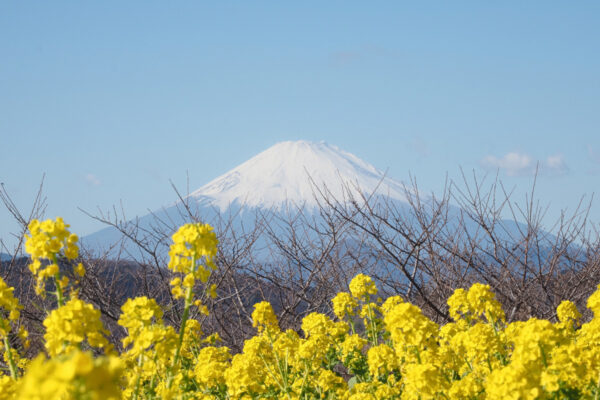 富士山と菜の花と相模湾の最強ロケーション！湘南遺産の吾妻山公園へ行こう