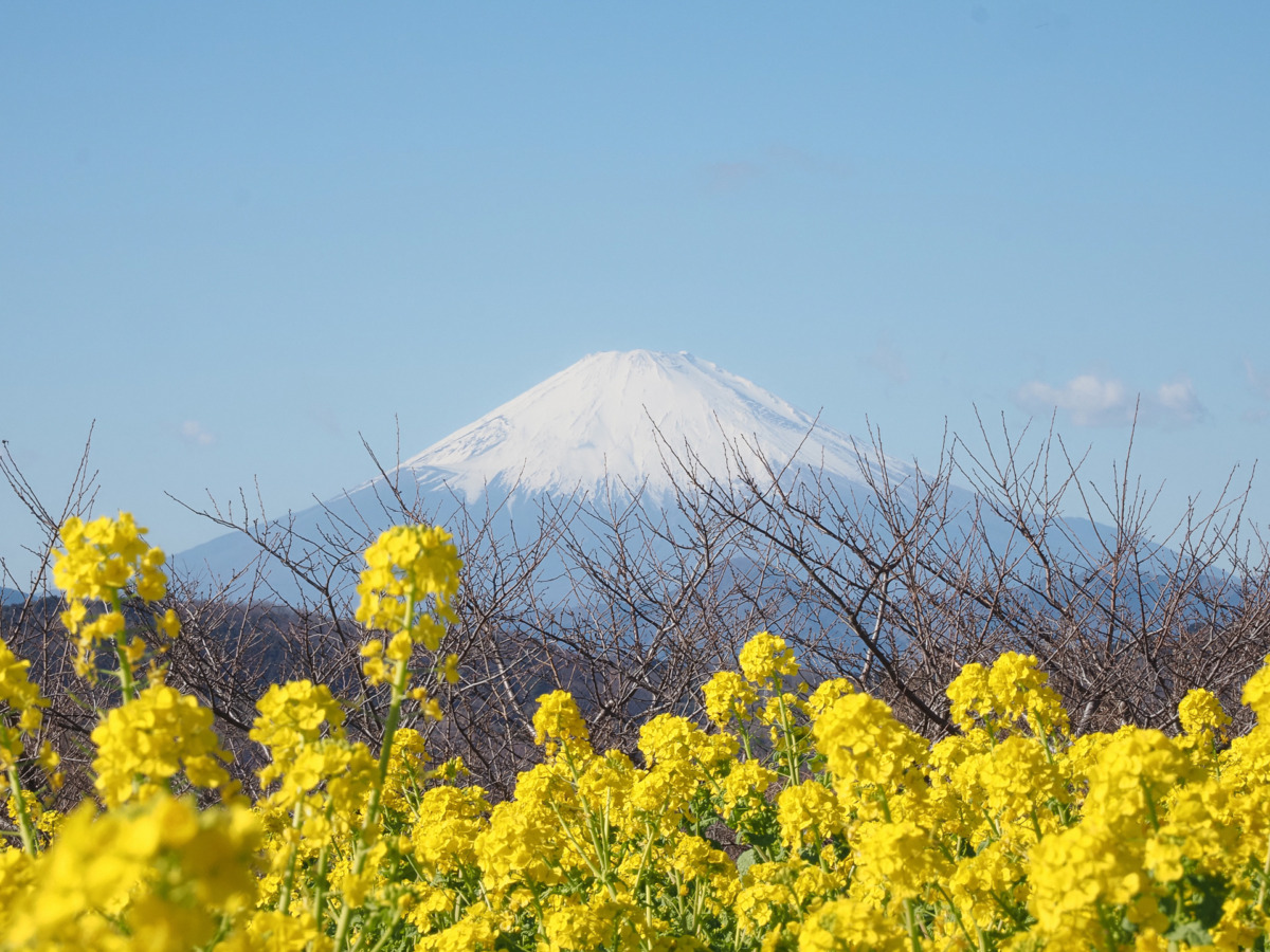富士山と菜の花と相模湾の最強ロケーション！湘南遺産の吾妻山公園へ行こう
