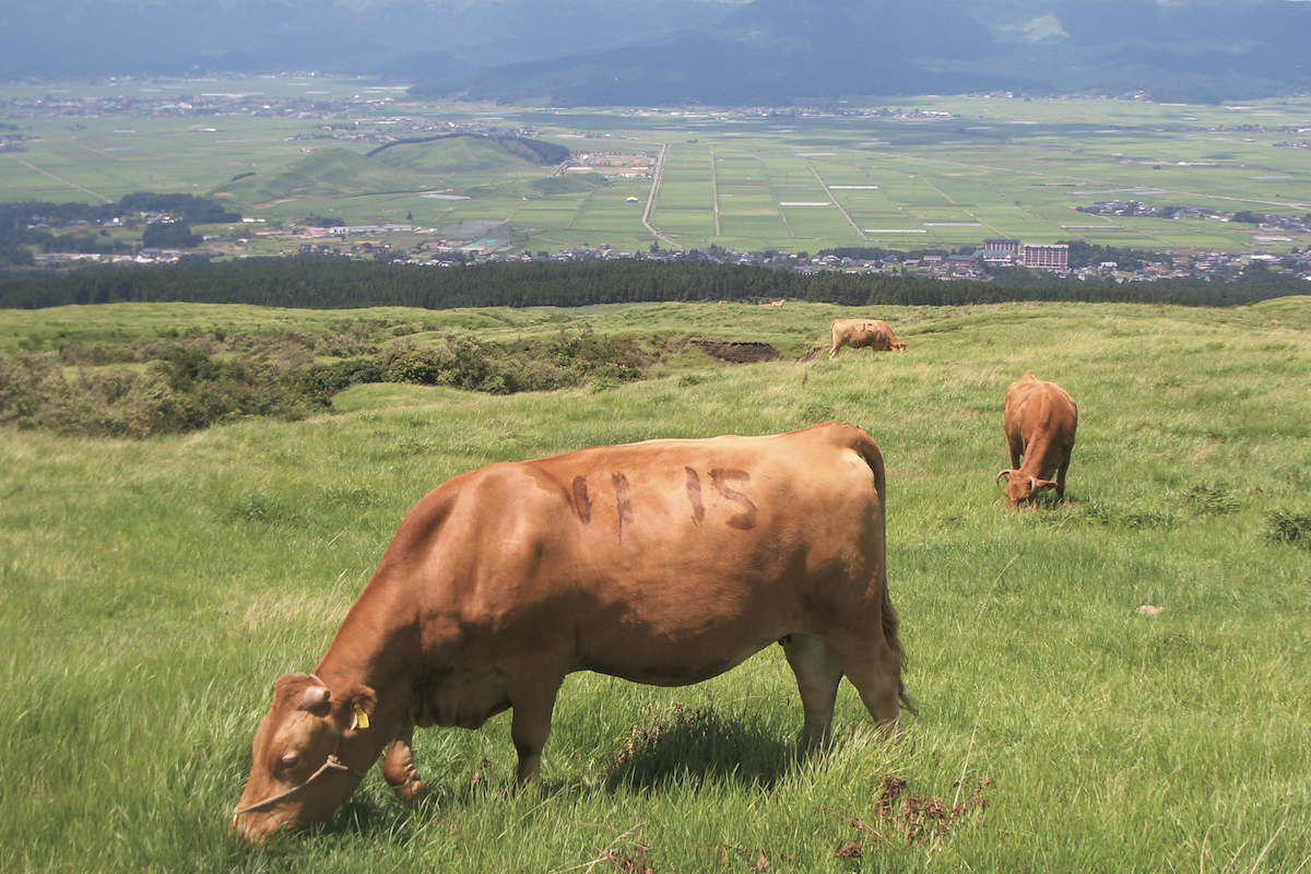 今月号の国立公園案内「秩父多摩甲斐国立公園」「阿蘇くじゅう国立公園」｜あの山もこの森もVol.3