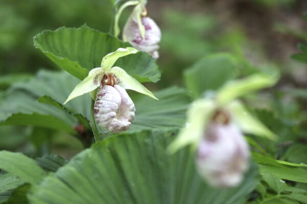 パグ銀河から来た降下部隊「クマガイソウ」｜植物ライター・成清 陽のヤマノハナ手帖 #55