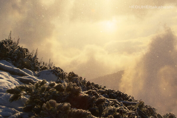 真実と事実｜旬のライチョウと雷鳥写真家の小噺 #65