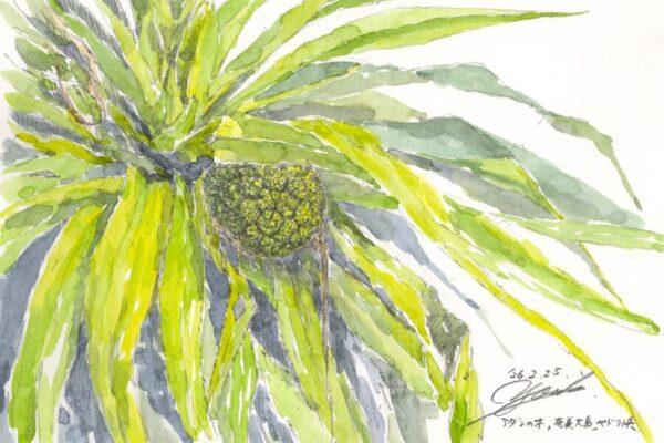 喜界島をあとにし、奄美大島でのんびりすごす｜筆とまなざし＃459