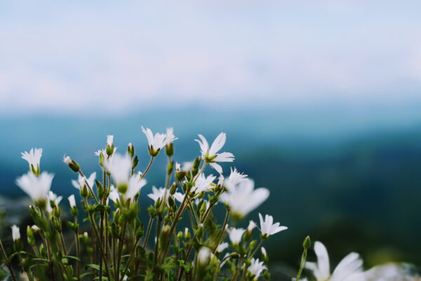 険しい道の先に出会う、驚くほど優しい時間。南アルプス・北岳(3,193m)の天空の花畑を目指して