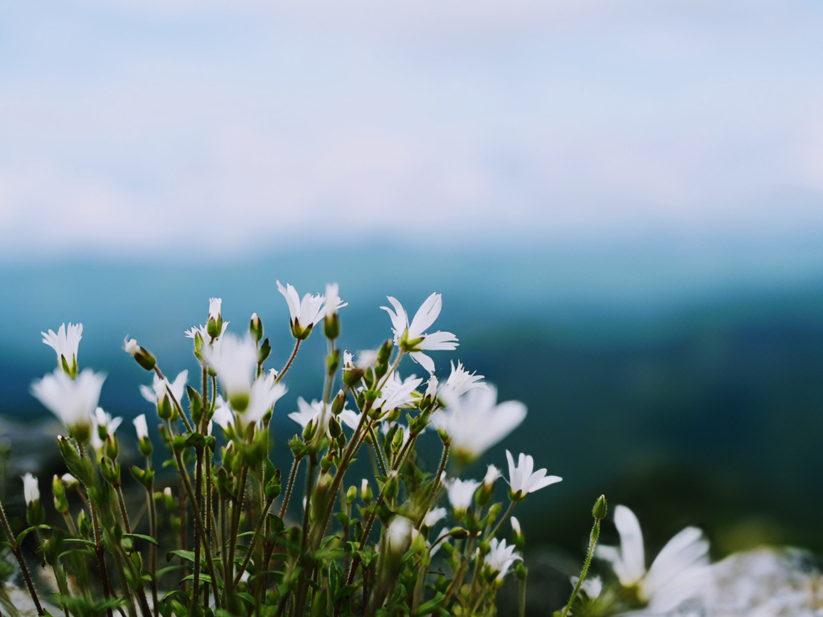 険しい道の先に出会う、驚くほど優しい時間。南アルプス・北岳(3,193m)の天空の花畑を目指して