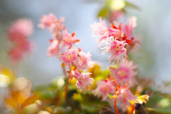 「かわいい！」が止まらない春の坪山へ。イワカガミが咲き誇る花の尾根歩き