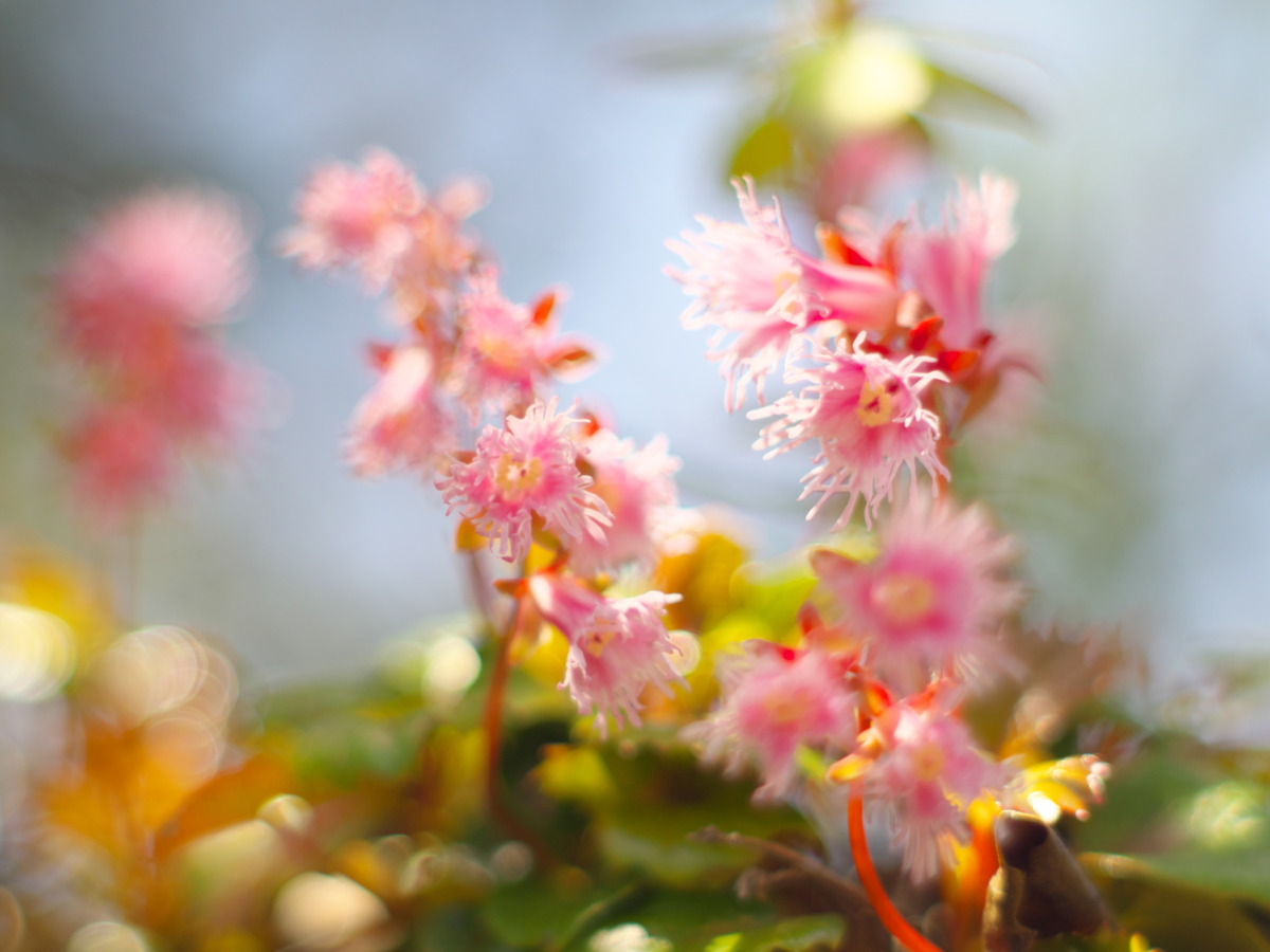 「かわいい！」が止まらない春の坪山へ。イワカガミが咲き誇る花の尾根歩き