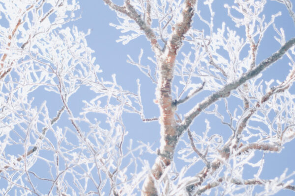 雪のしらびそ小屋のいいとこ取り。雪景色もリスも厚切りトーストも