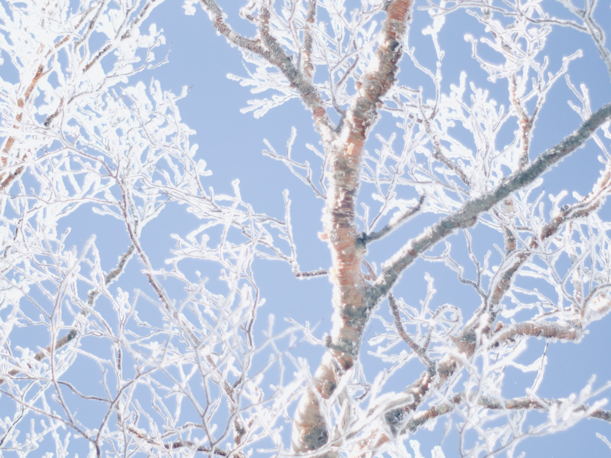 雪のしらびそ小屋のいいとこ取り。雪景色もリスも厚切りトーストも