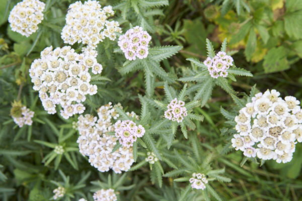 礼文島で出会った高山植物16種｜花の浮島の山歩きガイド